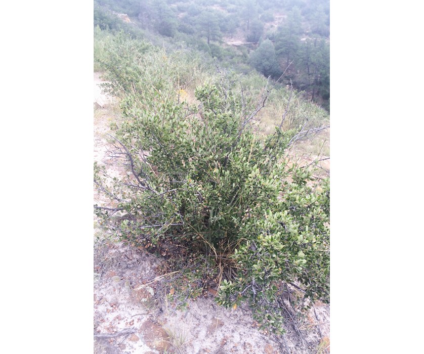 Mountain Mahogany